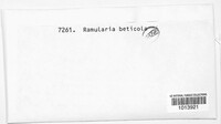 Ramularia beticola image